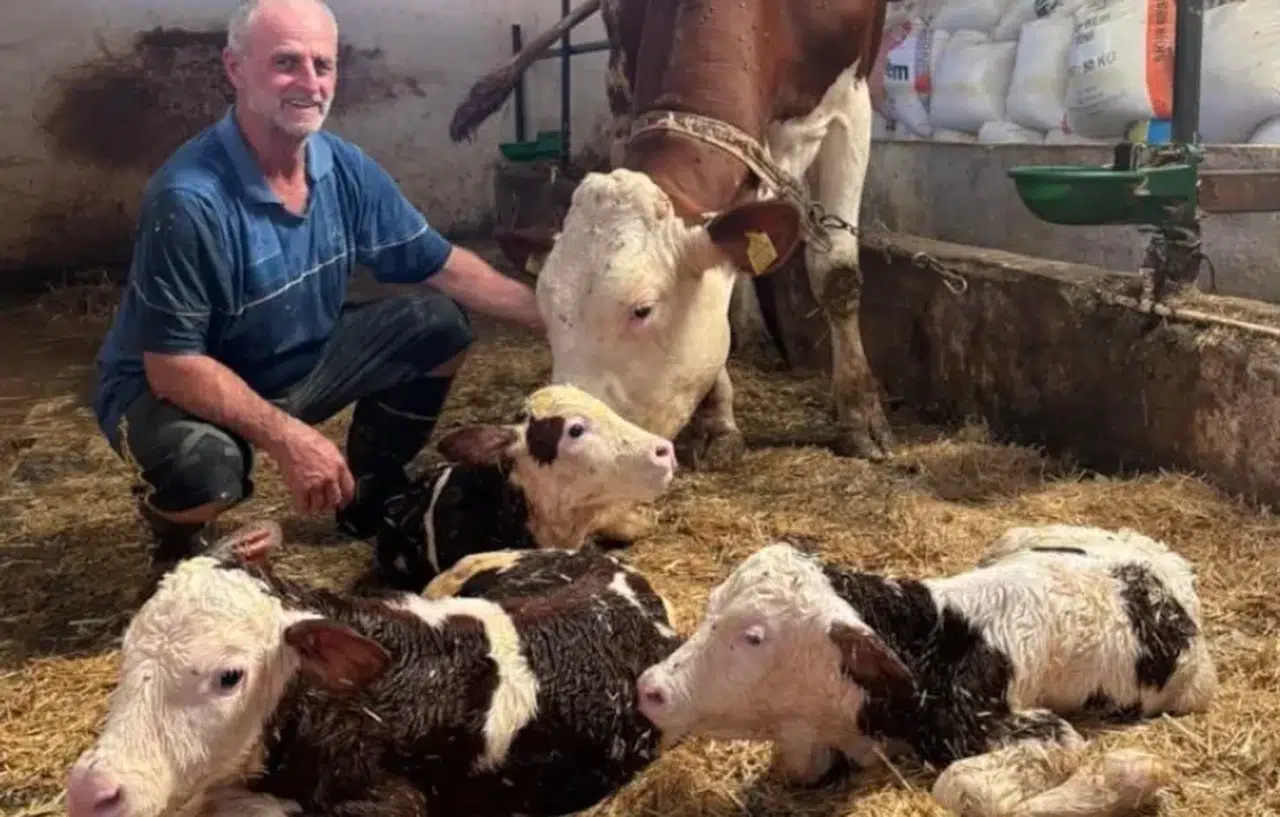 Kırklareli'nde bir inek üçüz buzağı dünyaya getirdi