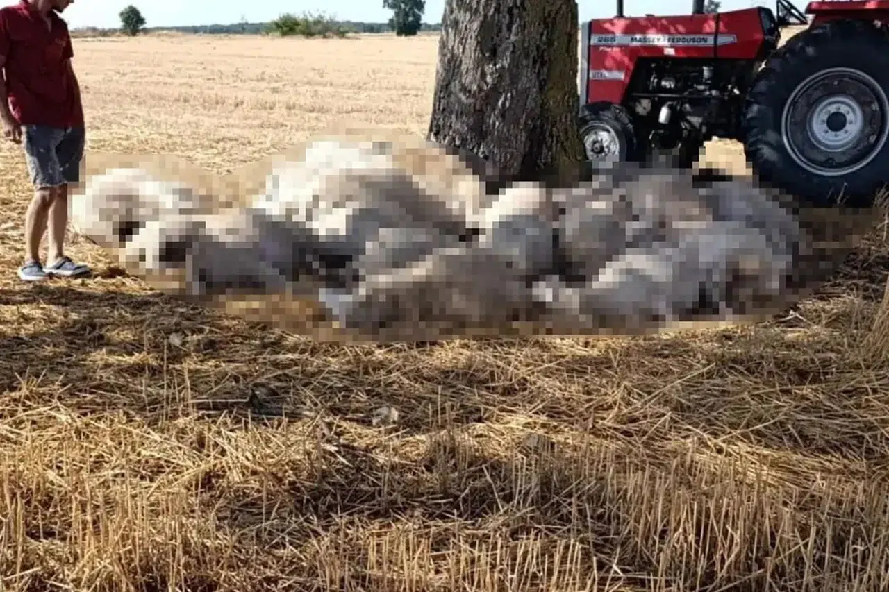 Edirne'de sağanak ve dolu yağışı: 30 koyun telef oldu