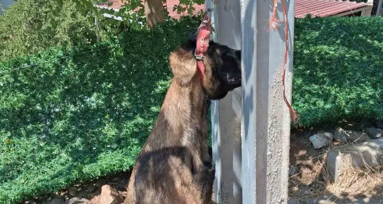 Hatay'da sahipli köpek elektrik direğine asılmış halde bulundu