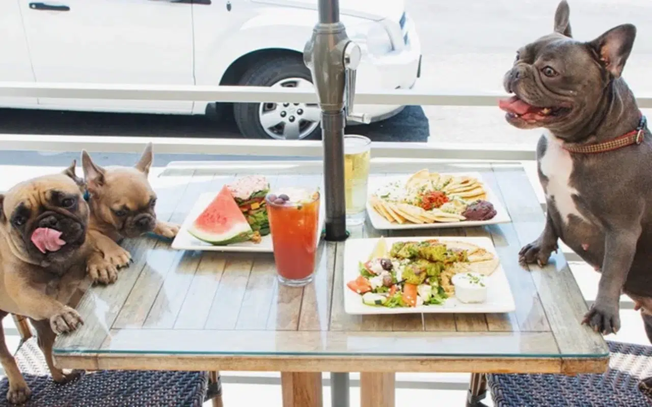 Restoranlarda evcil hayvan düzenlemesi geliyor: Bakanlık yeni taslak hazırladı