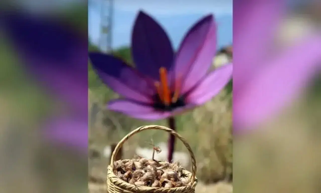 Kilosu 600 bin lira! "Kırmızı altın" için tarlalarda mesai başladı