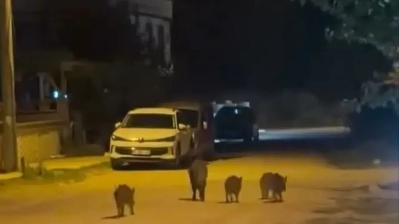 Bursa'da yaban domuzları mahalleye indi: Yiyecek aradılar