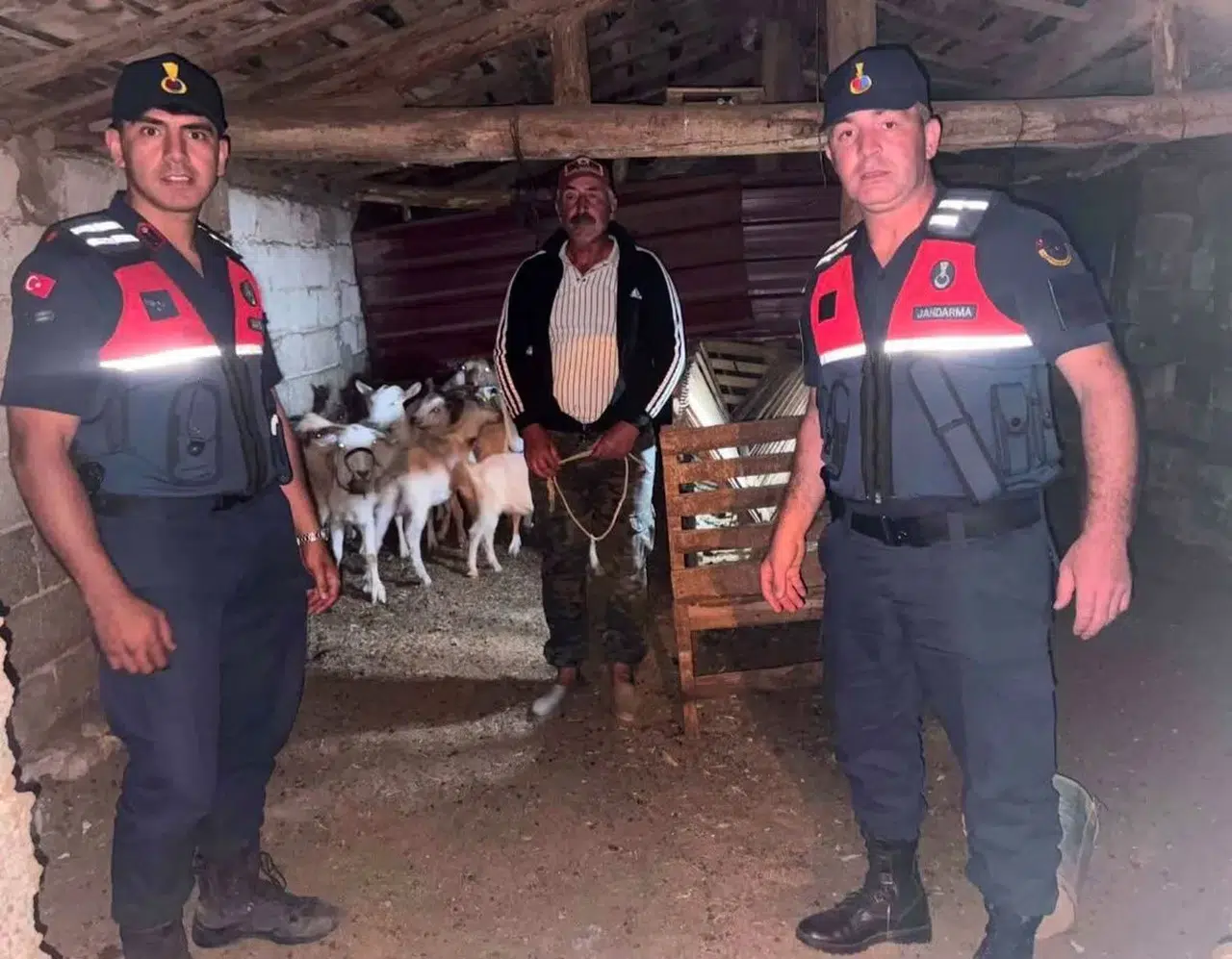 Çanakkale'de kaybolan 15 küçükbaş hayvan ormanlık alanda bulundu