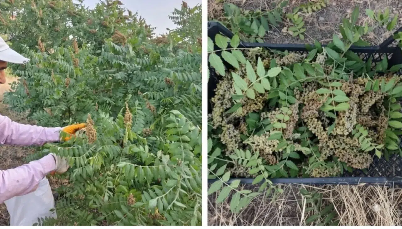 Kebapçıların gözdesi! Doğada kendi kendine yetişiyor, kilosu 350 TL