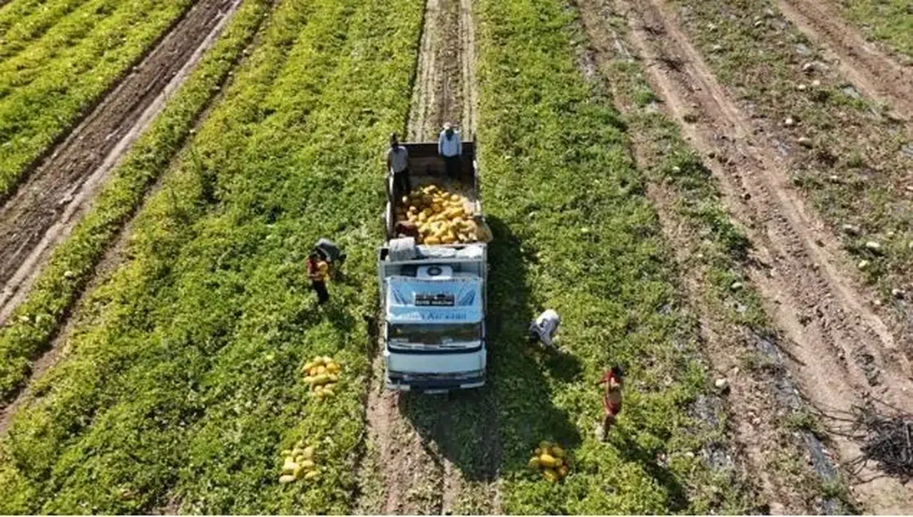 Sarı altın değil, kavun! Kilosu 15 TL’den peynir ekmek gibi satılıyor
