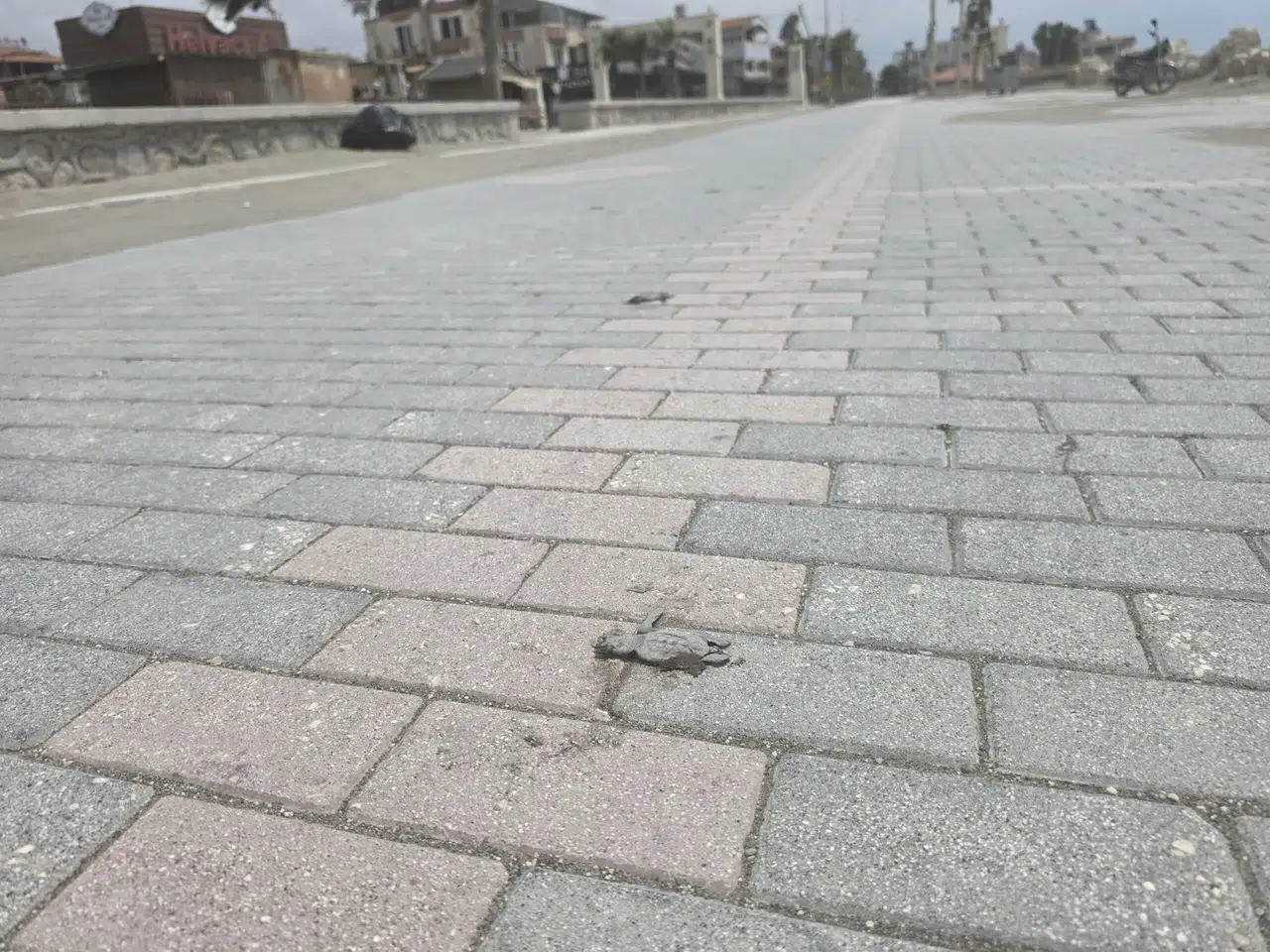 Yapay ışıklar deniz kaplumbağalarını şaşırtıyor, ölümlerine neden oluyor
