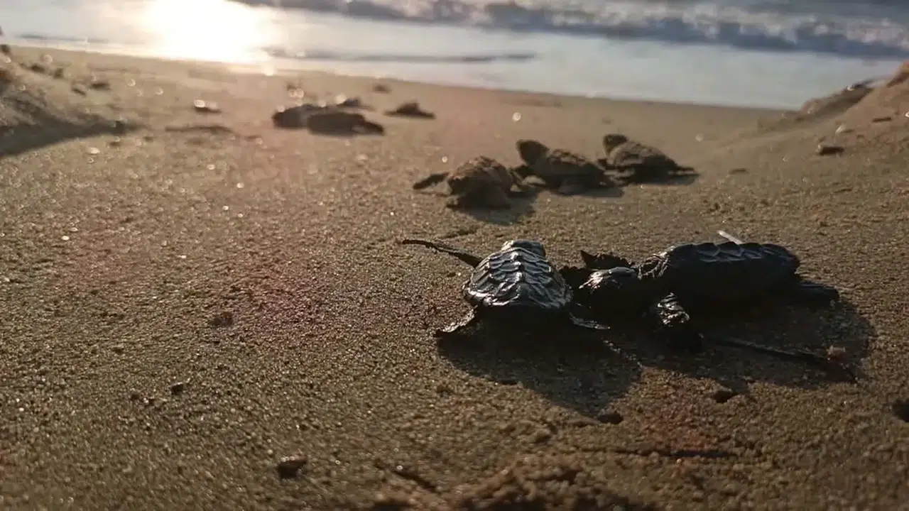 Kuşadası'nda yuvada sıkışan 22 caretta yavrusu denizle buluştu