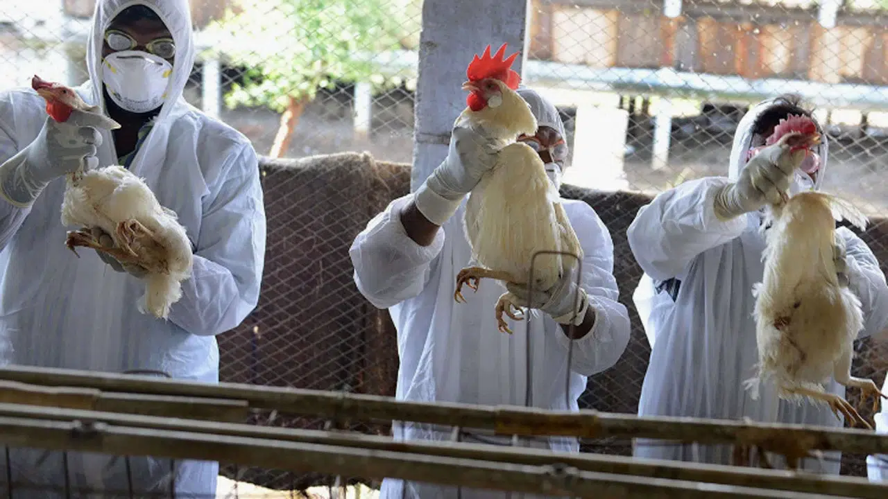 Uruguay'da kuş gribi alarmı: Ülke çapında acil durum ilan edildi