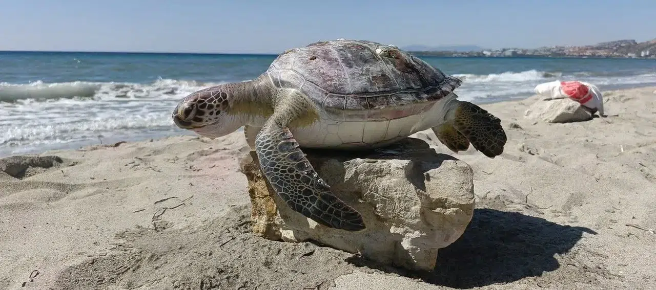 Kuşadası Körfezi’nde şaşırtan olay: 4 deniz kaplumbağası ölü bulundu