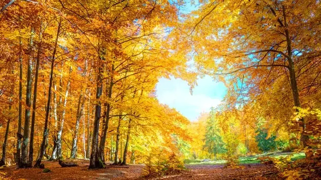 Hoş geldin eylül ayı mesajları nasıl paylaşılır? En yeni ve romantik sonbahar sözleri