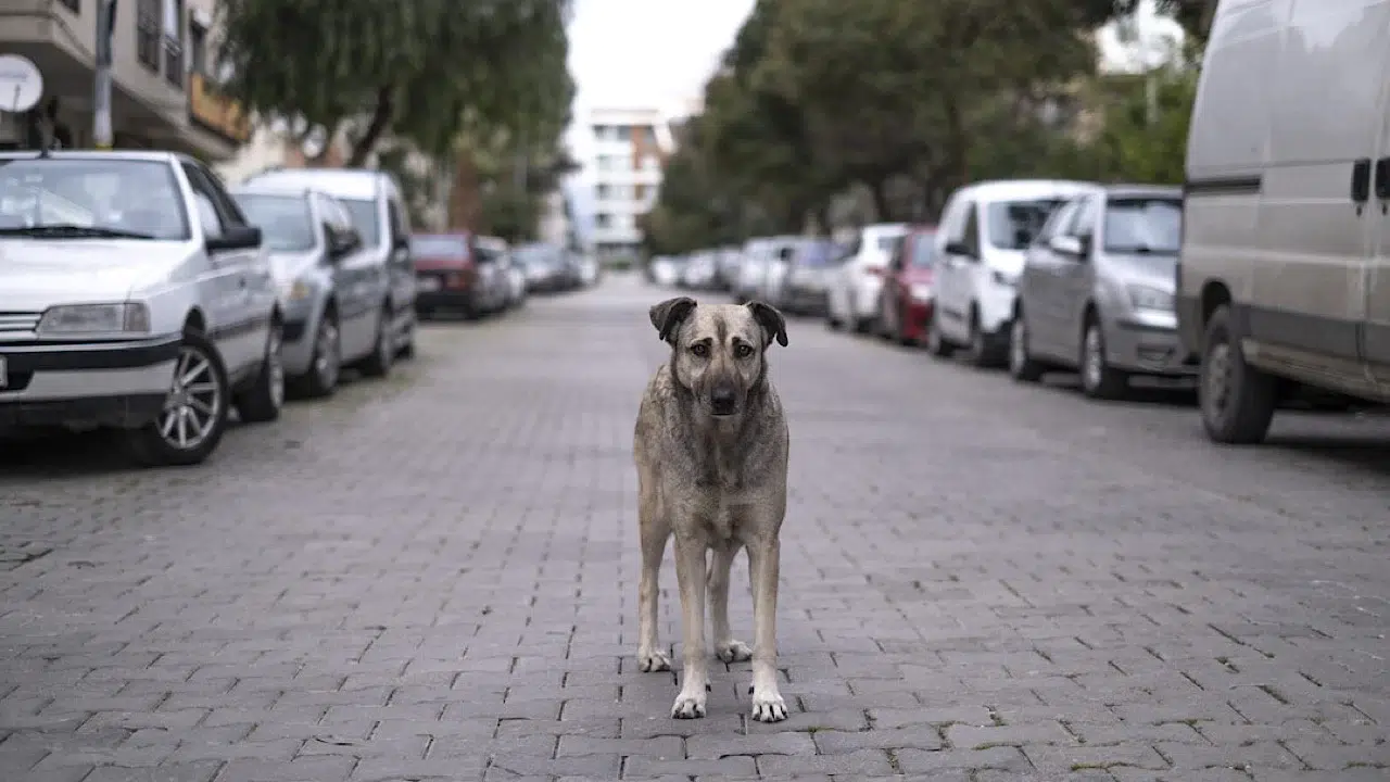 Sahipsiz hayvanlar için 81 ilde denetim: Belediyeler ve barınaklar mercek altında