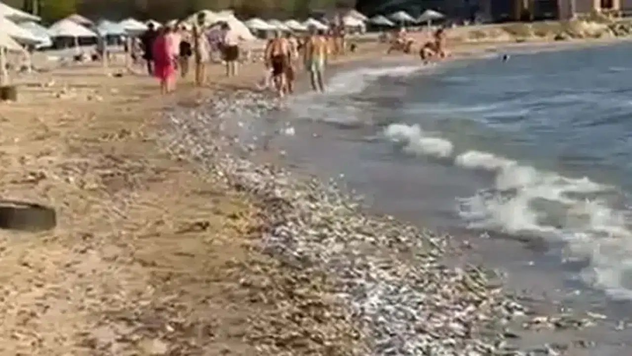 İncekum Sahili'ne binlerce ölü balık vurdu: İnceleme başlatıldı