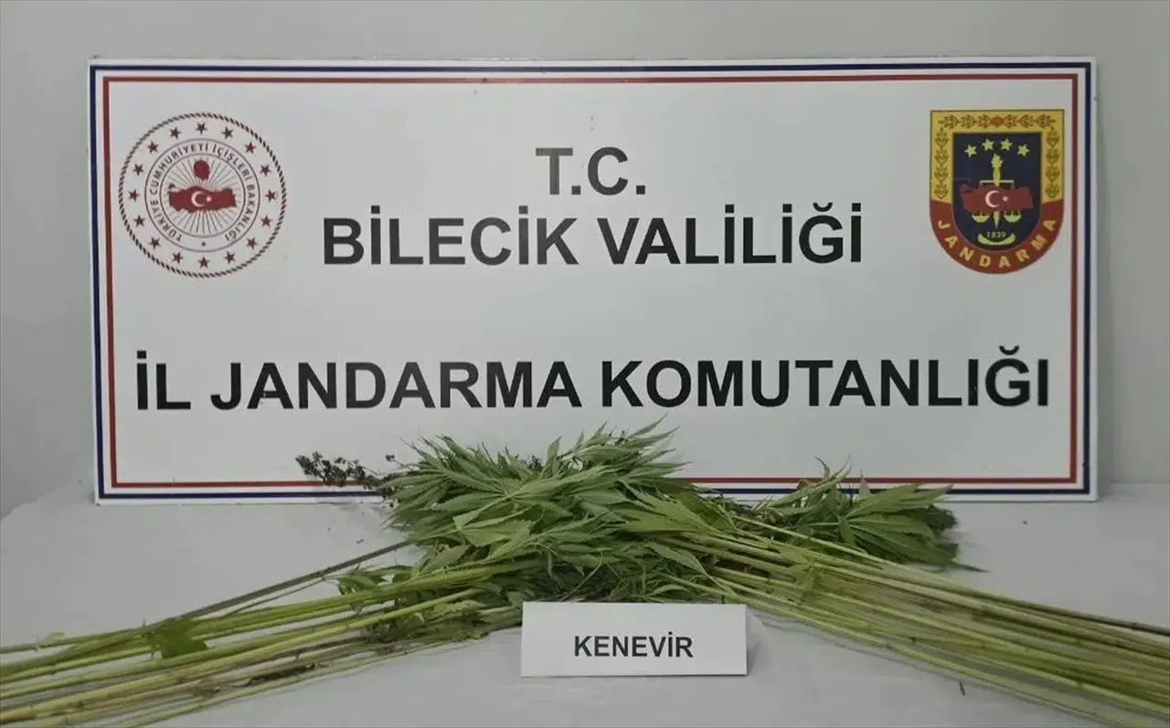 Bilecik'te uyuşturucu operasyonu: Tarlada hint keneviri bulundu