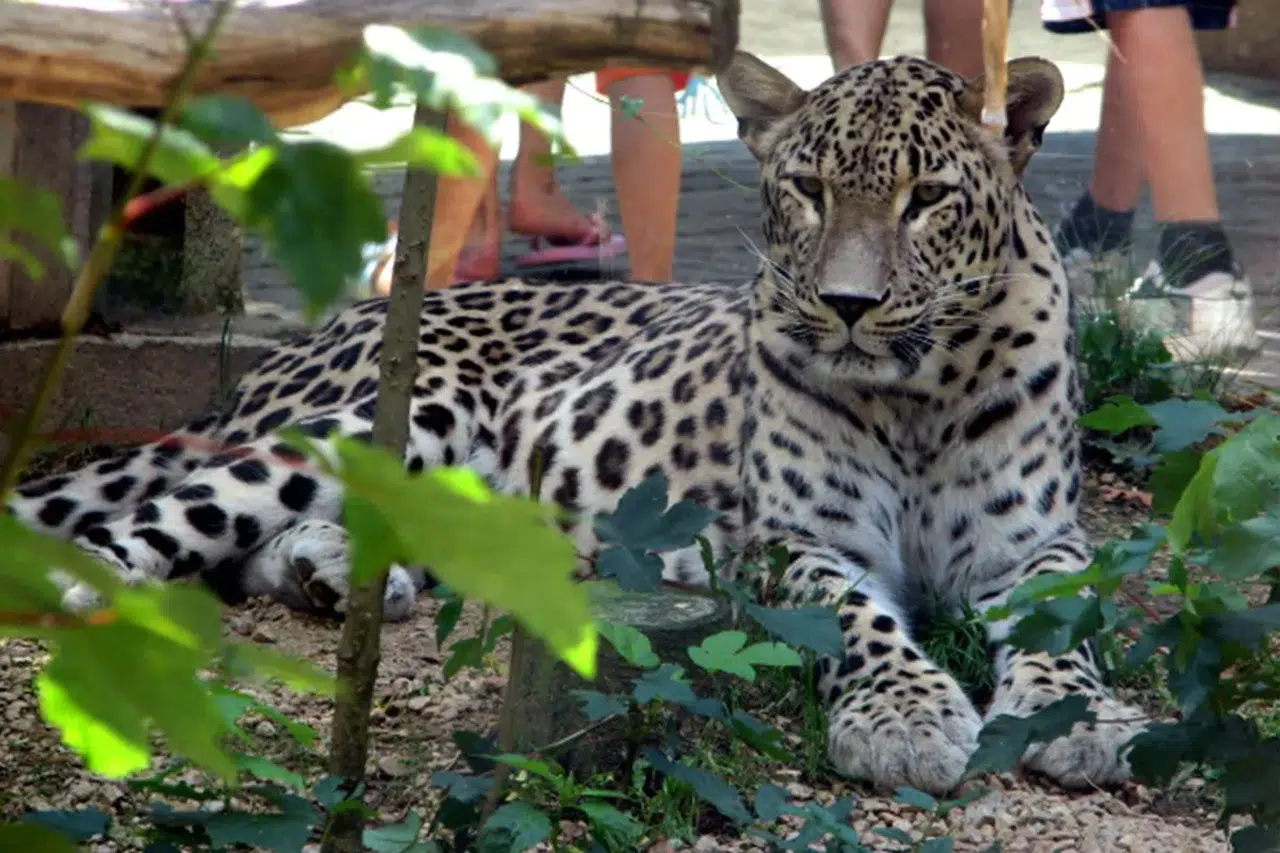 Hollanda'da leopar saldırısı: 25 yıllık hayvan bakıcısı ağır yaralandı