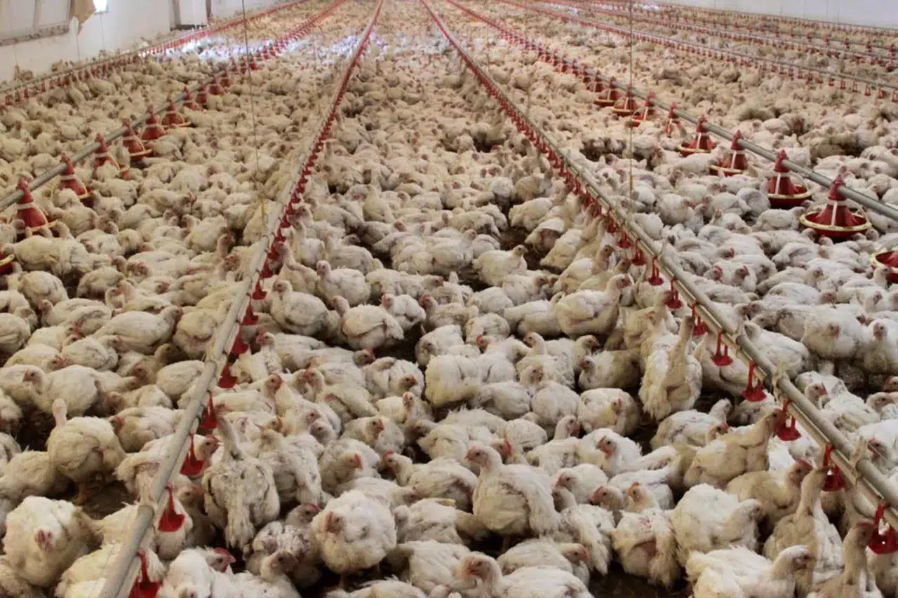 ABD'de kuş gribi salgını: 935 bin tavuk itlaf edildi