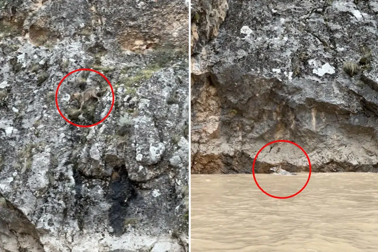 Erzincan'da Belgeselleri Aratmayan Görüntüler! 3 Kurtun Yaban Keçilerini Kovaladığı Anlar Kamerada