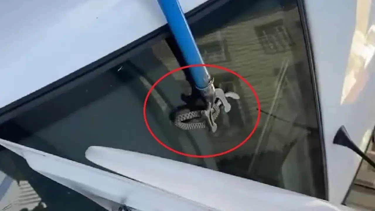 Diyarbakır'da otomobilin bagajına yılan girdi