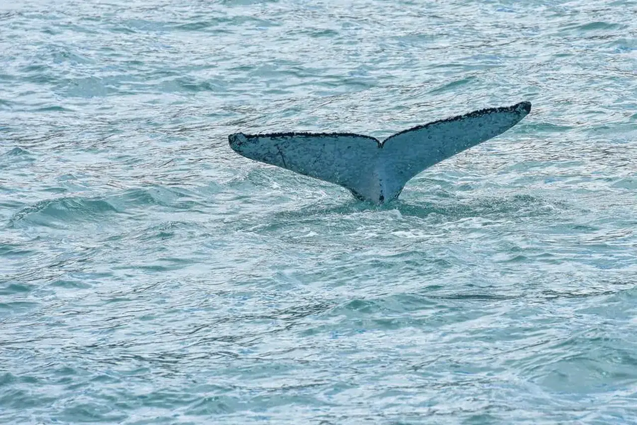 Yeni Zelanda'da plaja vuran 12 cüce katil balina öldü