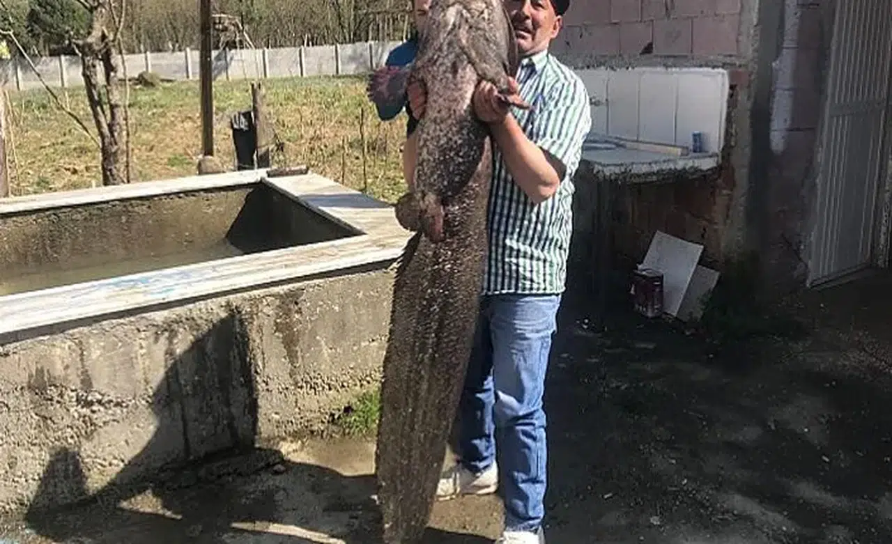 Kızılırmak'tan 50 kiloluk yayın balığı yakalandı
