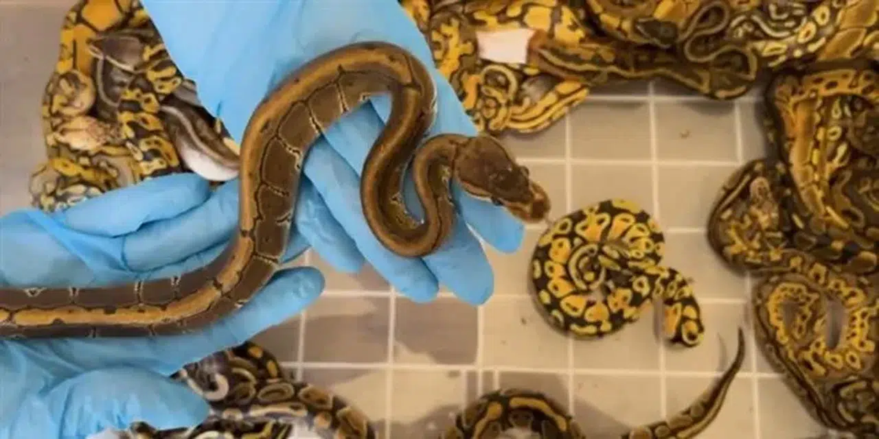 Kapıkule'de 67 canlı piton ele geçirildi: 948 bin 739 lira idari para cezası uygulandı