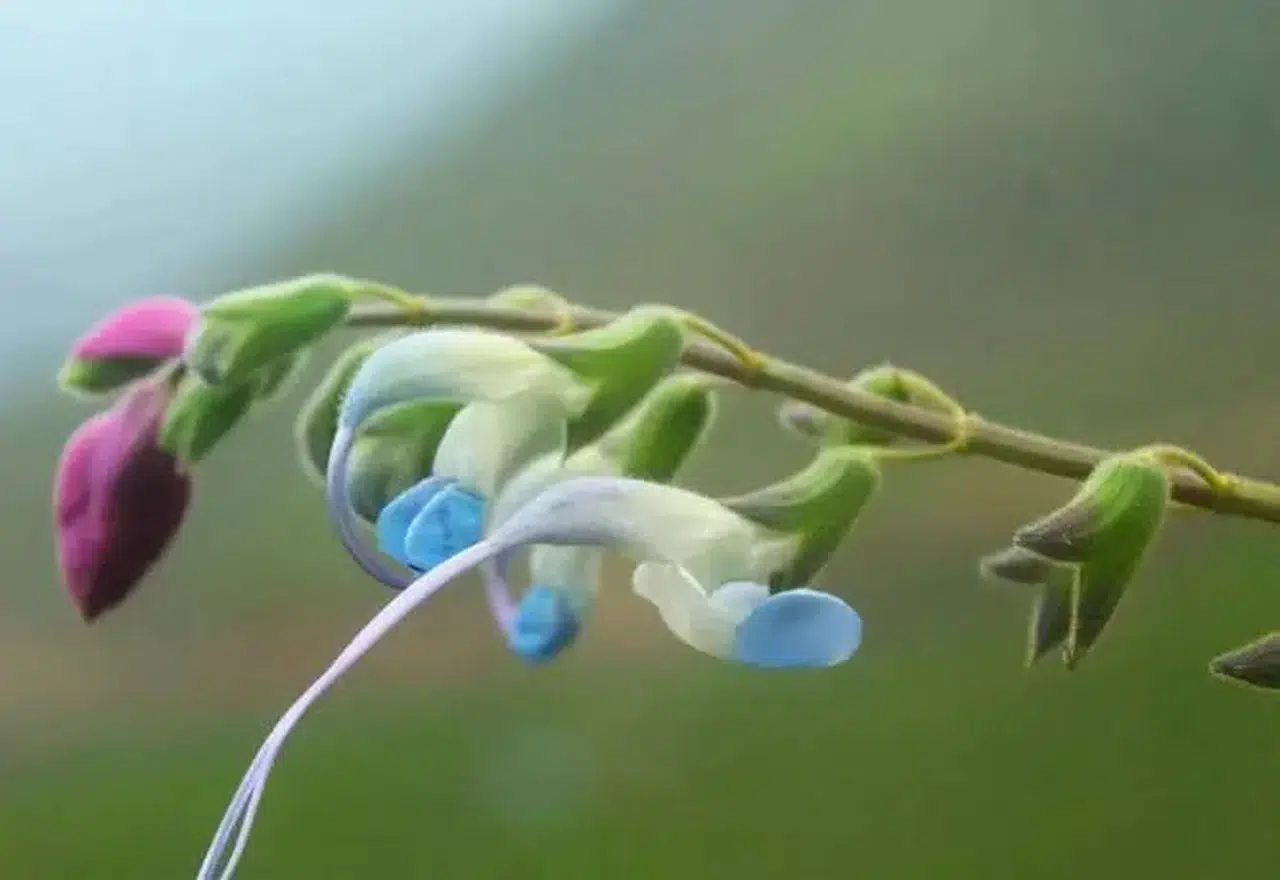 Nesli tükenme tehlikesi altındaki bitkiye “Salvia messii” adı verildi