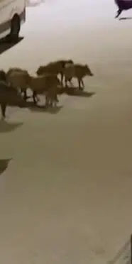 Kuşadası'nda ilginç anlar! Yaban domuzunu sürüsü kurtardı