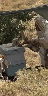 Elazığ'da röportaj yapan gazeteci arıların saldırısına uğradı
