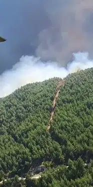 Aydın'da orman yangını: Havadan ve karadan müdahale