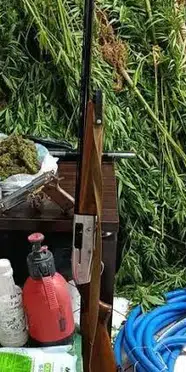 İzmir'de evin bahçesinde Hint keneviri yetiştiren 1 şüpheli tutuklandı