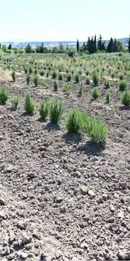 Samsun'da orman köylülerine 6 ayda 3,5 milyon liralık gelir