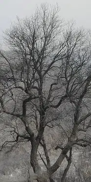 Cezayir'de aşırı sıcaklarla birlikte başlayan 1968 yangın kontrol altına alındı