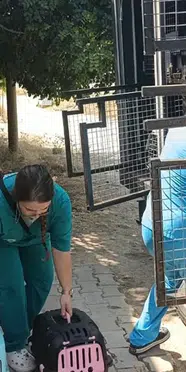 Kötü koku ihbarı yapılan evden 100’e yakın kedi çıktı