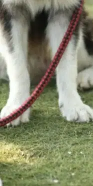 Adana’da tepki çeken olay! Köpeği kediyi öldürdü, sahibine ceza yağdı