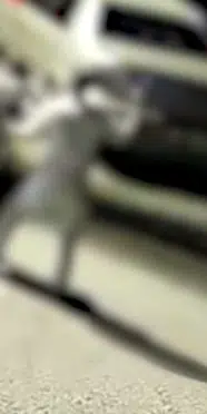 Diyarbakır’da boşanma aşamasındaki eşini öldürdü, çocuğunu alıp kaçtı