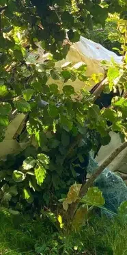 Giresun'da kamyonet fındık bahçesine devrildi: 1 kişi yaşamını yitirdi