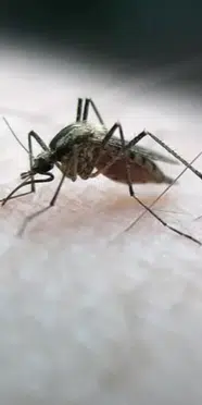 Chandipura virüsü nedir, belirtileri neler, nasıl bulaşıyor? Hindistan'da 22 çocuk hayatını kaybetti