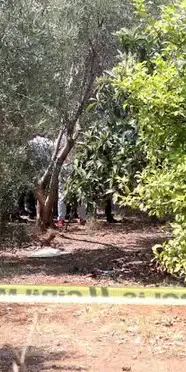 Antalya'da şüpheli ölüm: Zeytinlikte elleri bağlı genç ölü bulundu