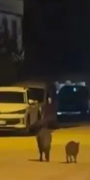 Bursa'da yaban domuzları mahalleye indi: Yiyecek aradılar