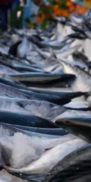 Sezonun ilk palamutları tezgaha çıktı: Tanesi 200 lirayı buldu!