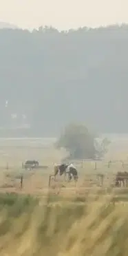 Fransa’da fırtına alarmı: Dolu ve şiddetli yağış bekleniyor
