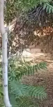 Konya’da boş alanda yangın: Ağaçlar zarar gördü