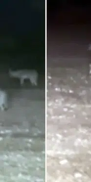 Ankara'da köye inen kurt sürüsü 15 koyunu telef etti