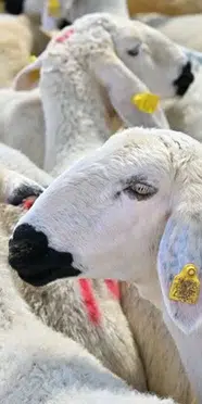 2027 Kurban Bayramı ne zaman, hangi güne denk geliyor? Takvimdeki gün heyecanlandırdı