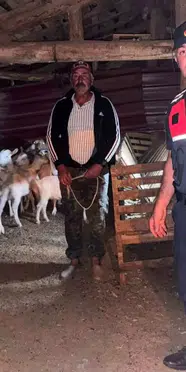 Çanakkale'de kaybolan 15 küçükbaş hayvan ormanlık alanda bulundu