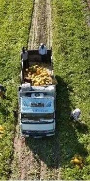 Sarı altın değil, kavun! Kilosu 15 TL’den peynir ekmek gibi satılıyor