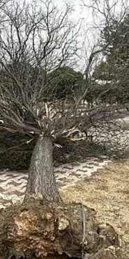 Erzurum'da fırtına ağacı devirdi: 2 otomobil hasarlı