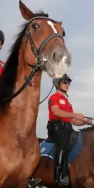Aşırı sıcaklar nedeniyle atlı polislerin mesai saatleri değişti