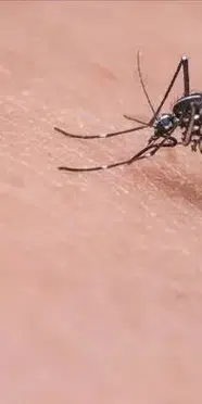 Sivrisinekler sizi neden seçiyor? Cevabı cildinizde saklıymış