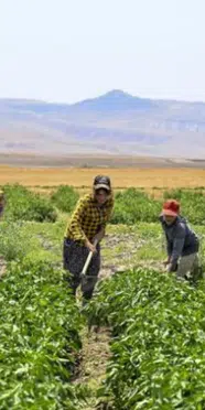 Bakanlık duyurdu! 2,9 milyon çiftçiye destek ödemesi