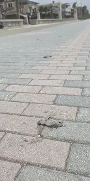 Yapay ışıklar deniz kaplumbağalarını şaşırtıyor, ölümlerine neden oluyor